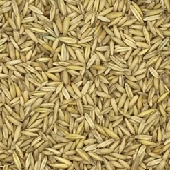 VERSELE-LAGA Hafer Derby - Versele 25kg