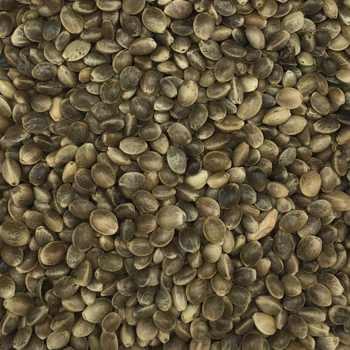 Hanfsaat Mittel - Gladen 20kg