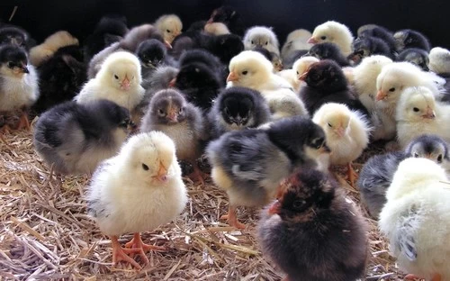 Havens Start-Premium - Kükenkorn 25kg – Bild 3