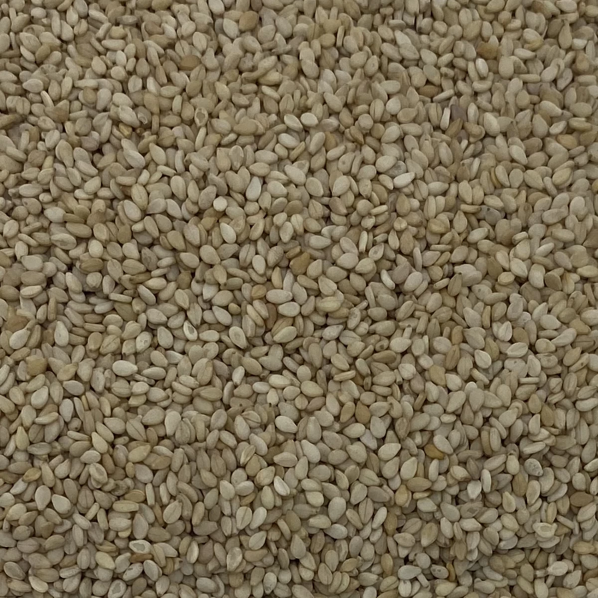 Sesamsaat - Gladen 2,5kg