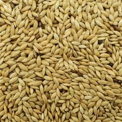 Kanariensaat - Versele 25kg